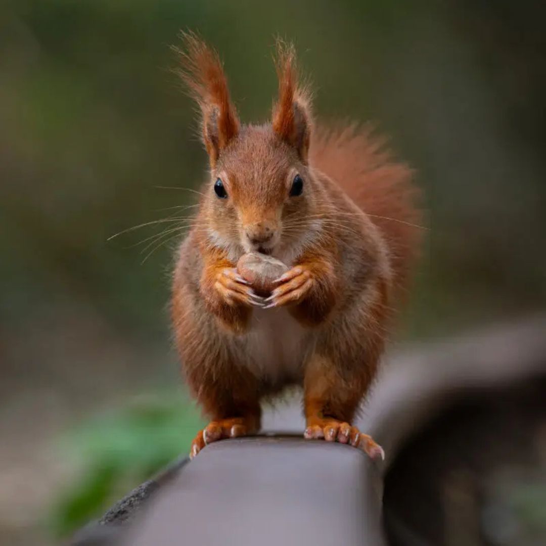 Red Squirrel