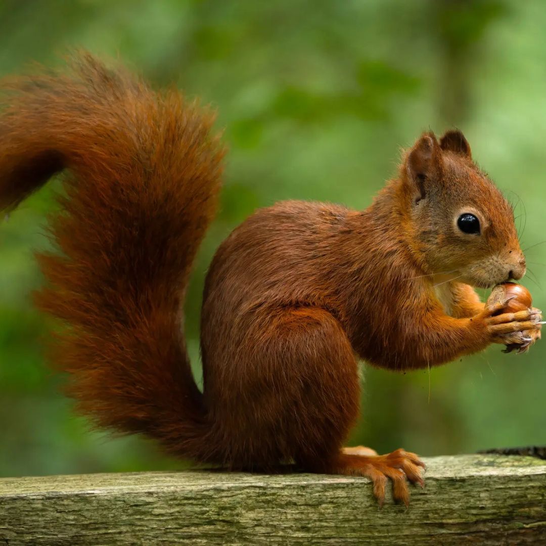 Red Squirrel 